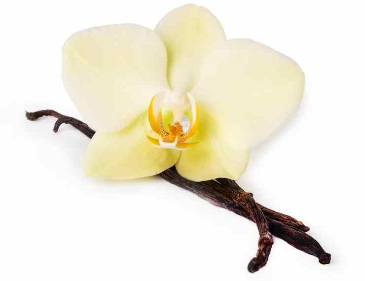 Home 1 Orquídea Baunilha