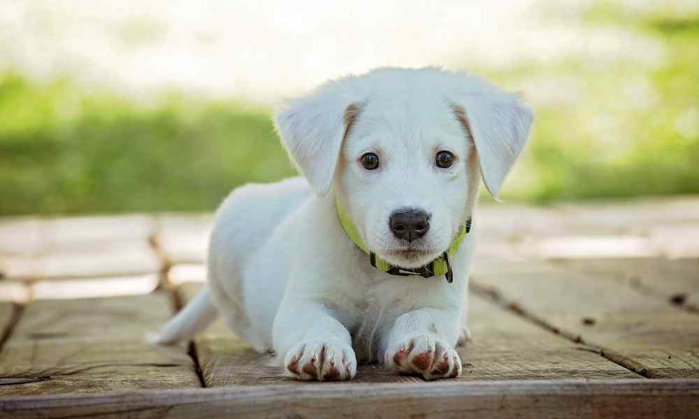 Dependência emocional nos cães