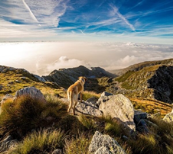 cachorro pode comer manteiga