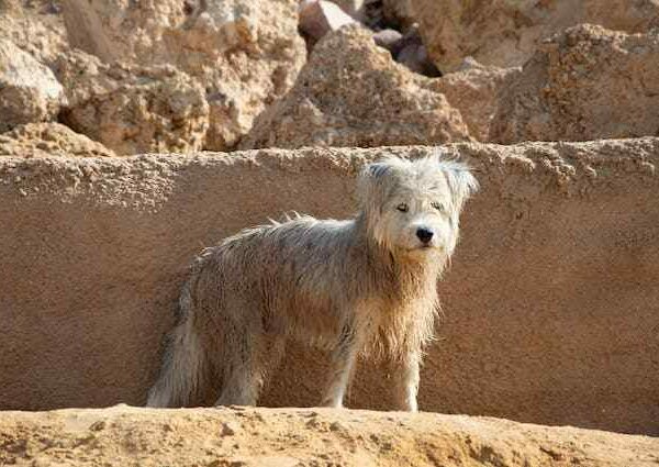 Home 7 Banho a seco em filhotes