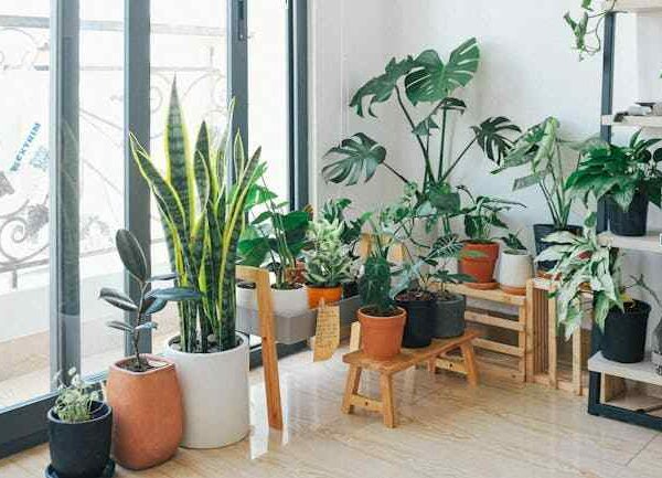 Home 9 plantas companheiras