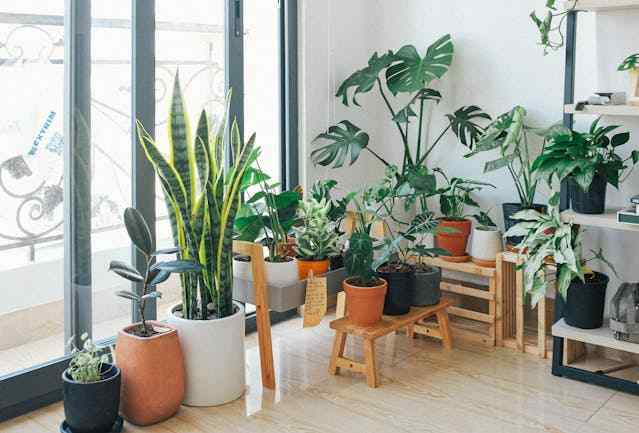 plantas companheiras