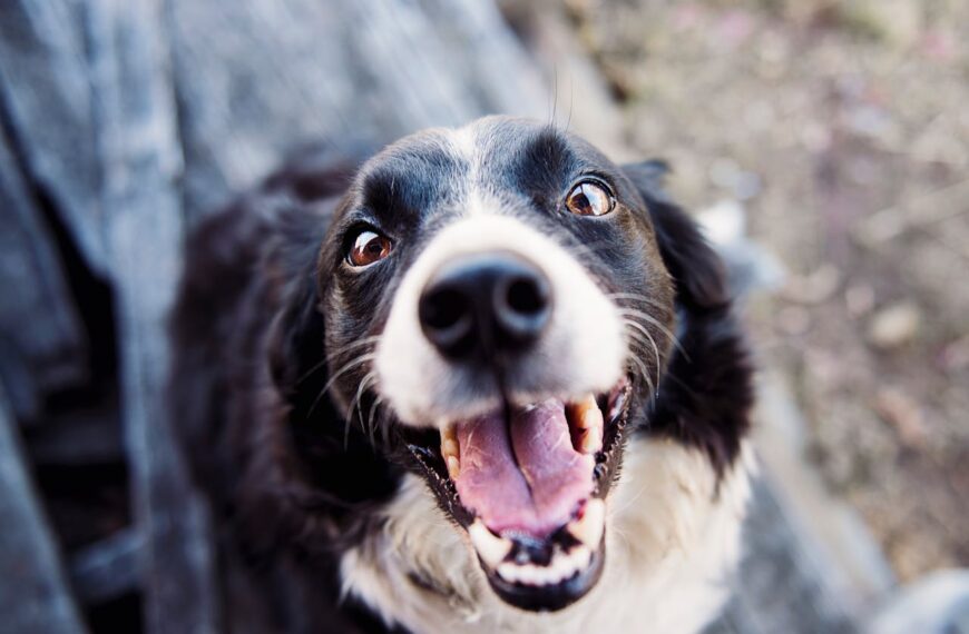 Principais sintomas de leptospirose em cachorro