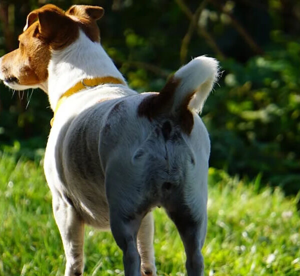 Dicas para Escolher o Nome de Cachorro Fêmea Perfeito