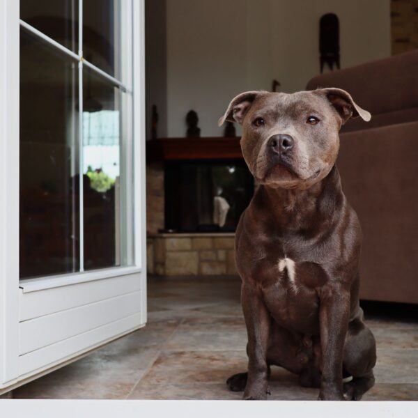 Home 7 É possível criar cães Amstaff em apartamento? Dicas de adaptação e bem-estar.