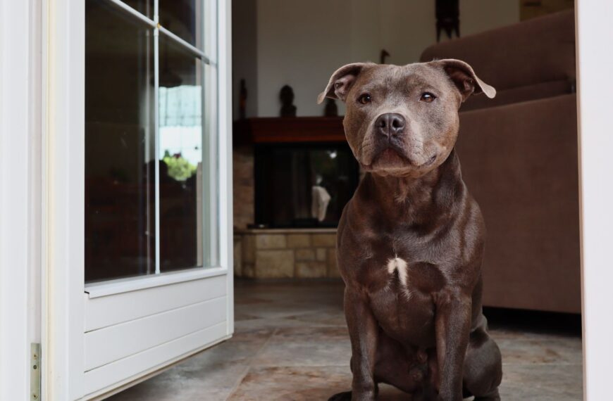 Home 4 É possível criar cães Amstaff em apartamento? Dicas de adaptação e bem-estar.